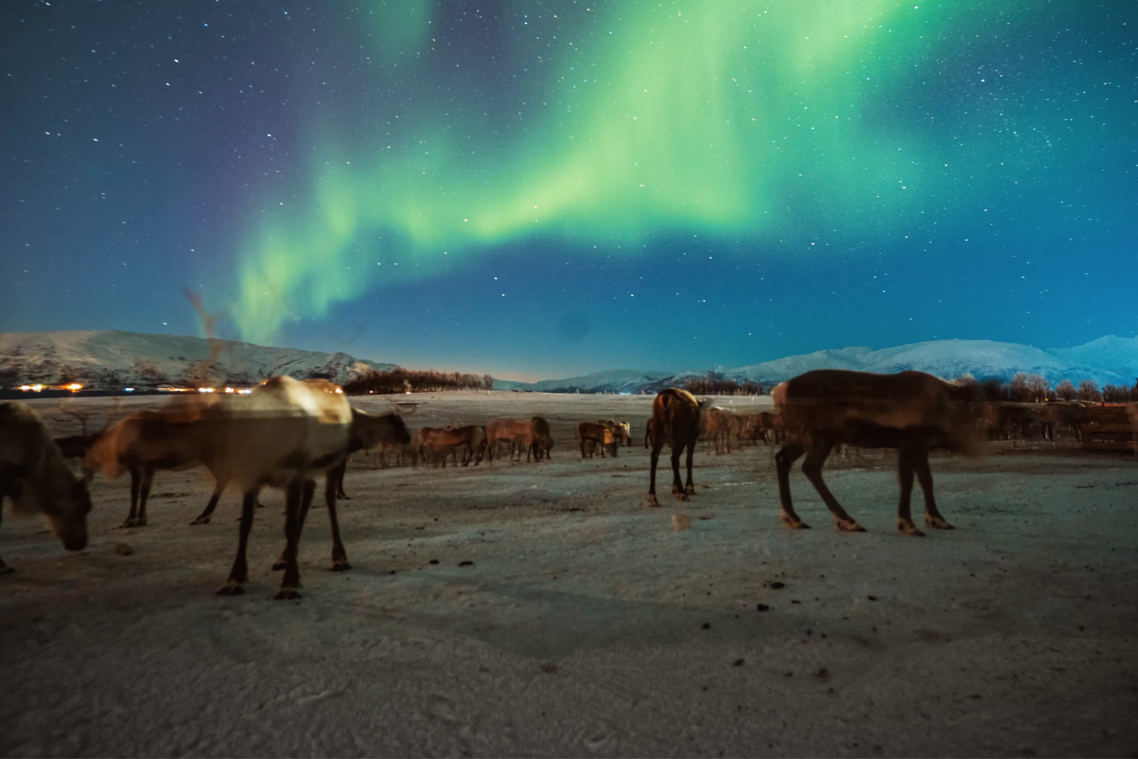 Reindeer grazing on snow beneath the northern lights in Norway.
