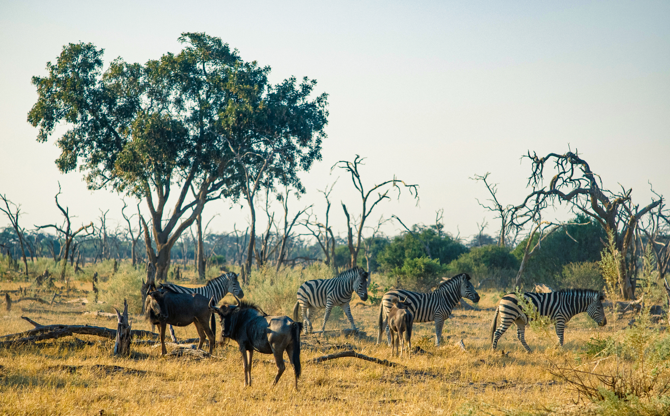 Take an Afternoon Game Drive in the Okavango Delta