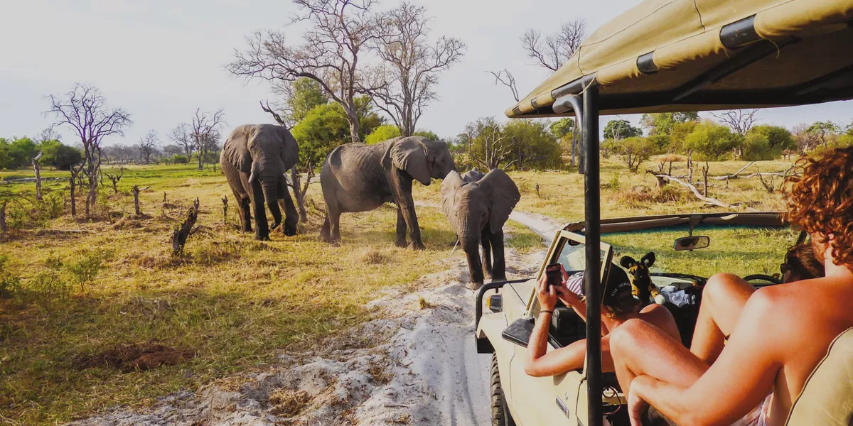 Africa safari trip elephants