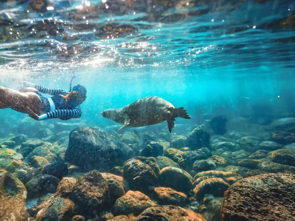 Swimmer Under Sea Turtle Swimming Next To Her