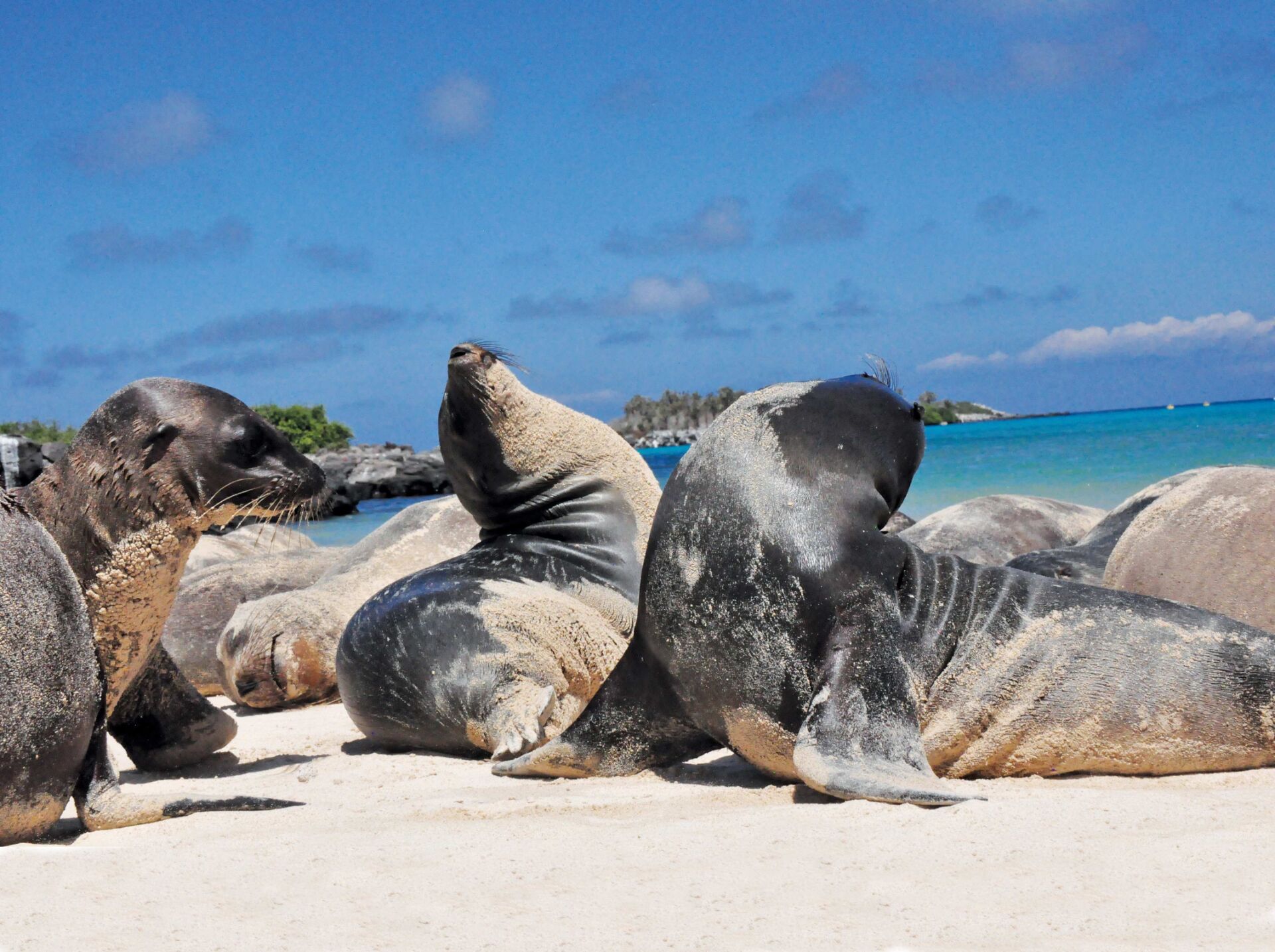Galapagos Tours, Trips & Vacations 2024 / 2025 Contiki US