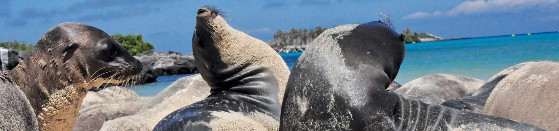 Galapagos Trips and Travel Guide