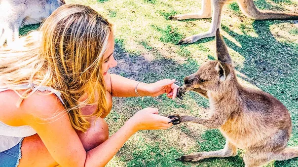 A girl playing with a baby kangaroo