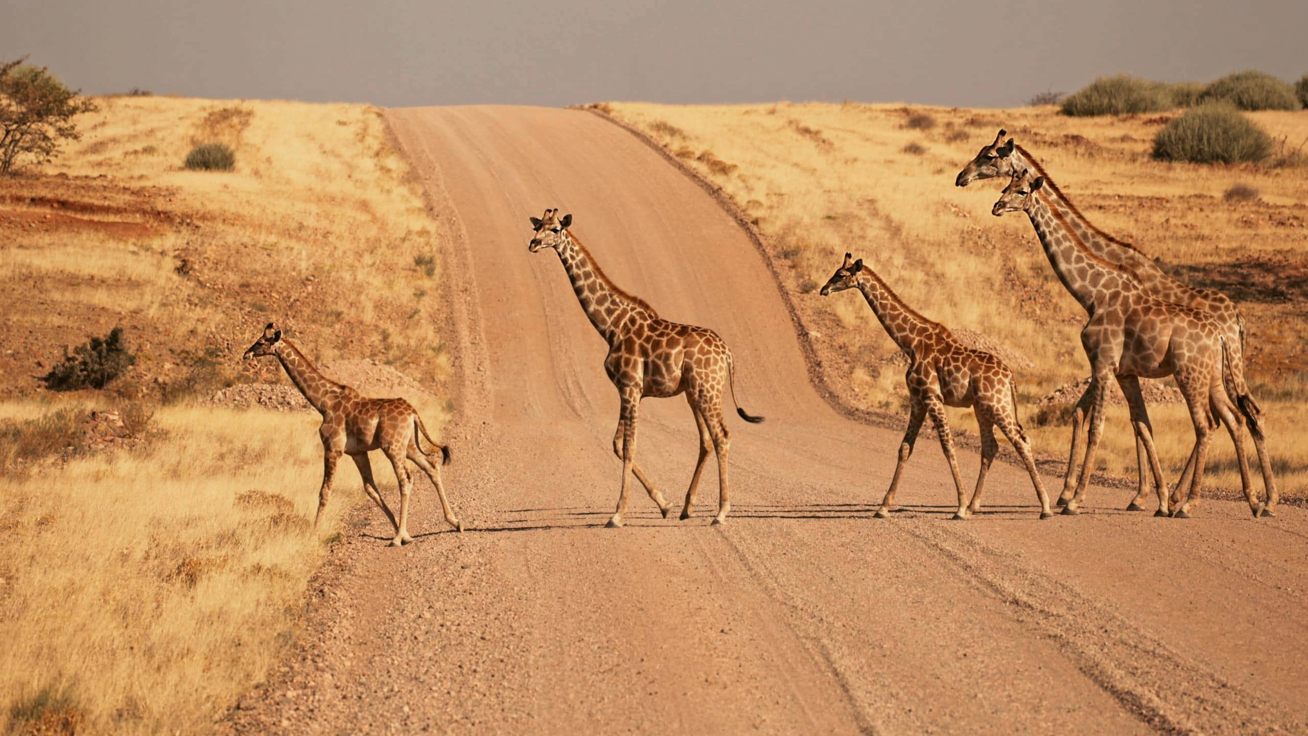 A herd of giraffes crosses a desert road in Namibia during the Contiki Best of Namibia Tour