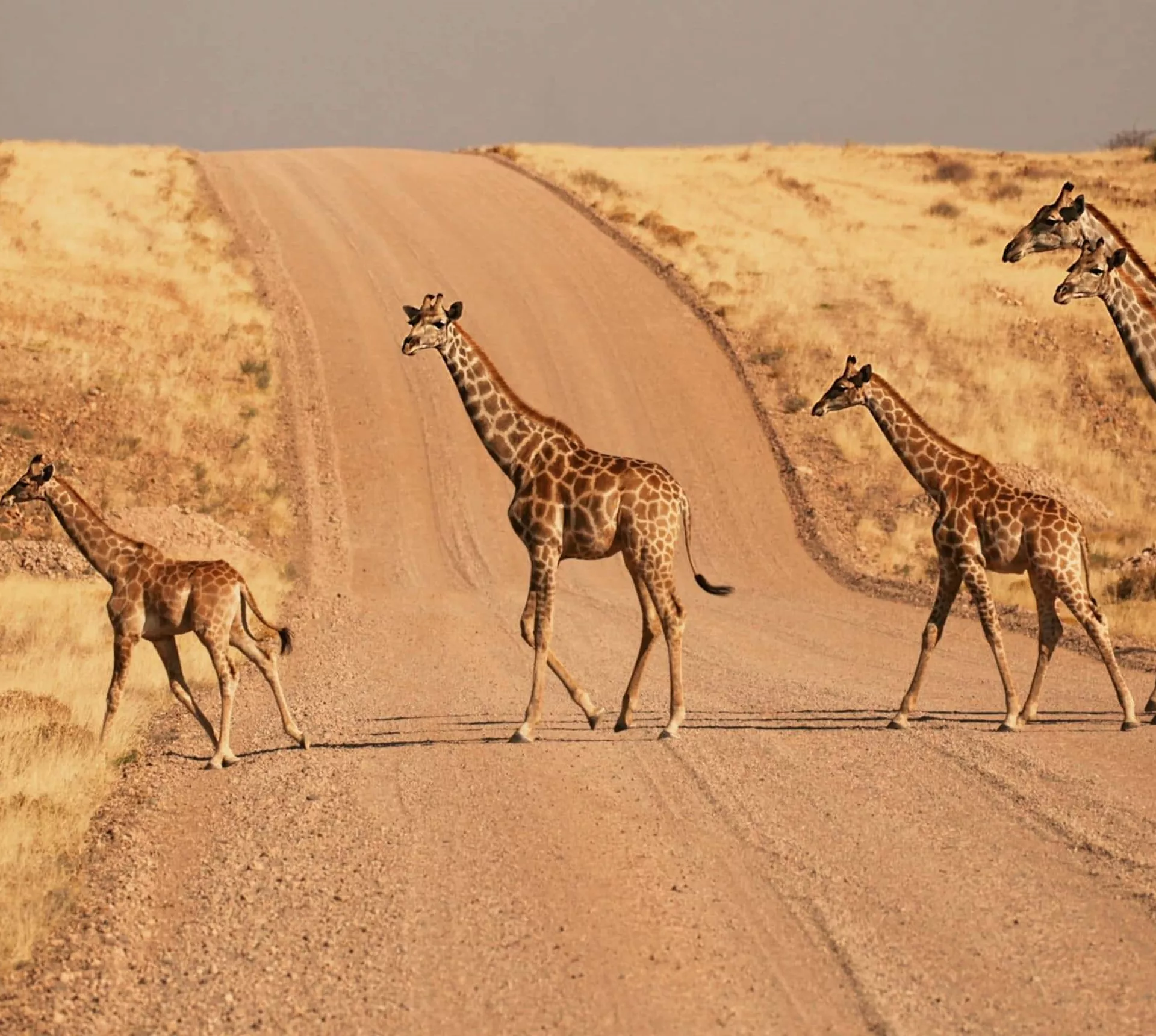 A herd of giraffes crosses a desert road in Namibia during the Contiki Best of Namibia Tour