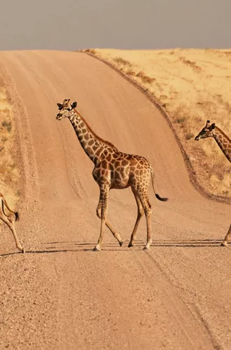 A herd of giraffes crosses a desert road in Namibia during the Contiki Best of Namibia Tour