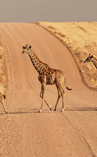 A herd of giraffes crosses a desert road in Namibia during the Contiki Best of Namibia Tour