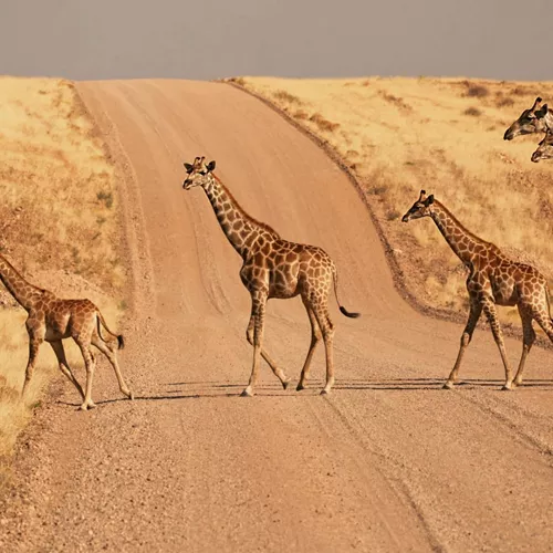 A herd of giraffes crosses a desert road in Namibia during the Contiki Best of Namibia Tour