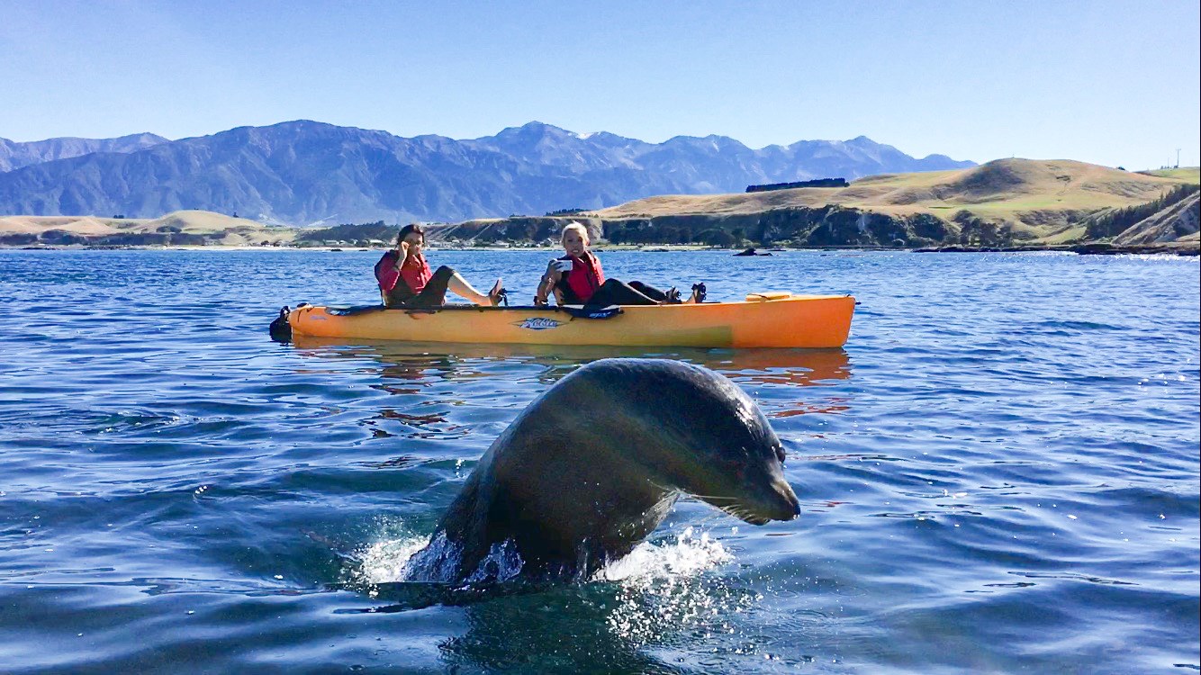 Travellers Watching Seal Breach Water during Kayaking Tour, Kaikoura, New Zealand