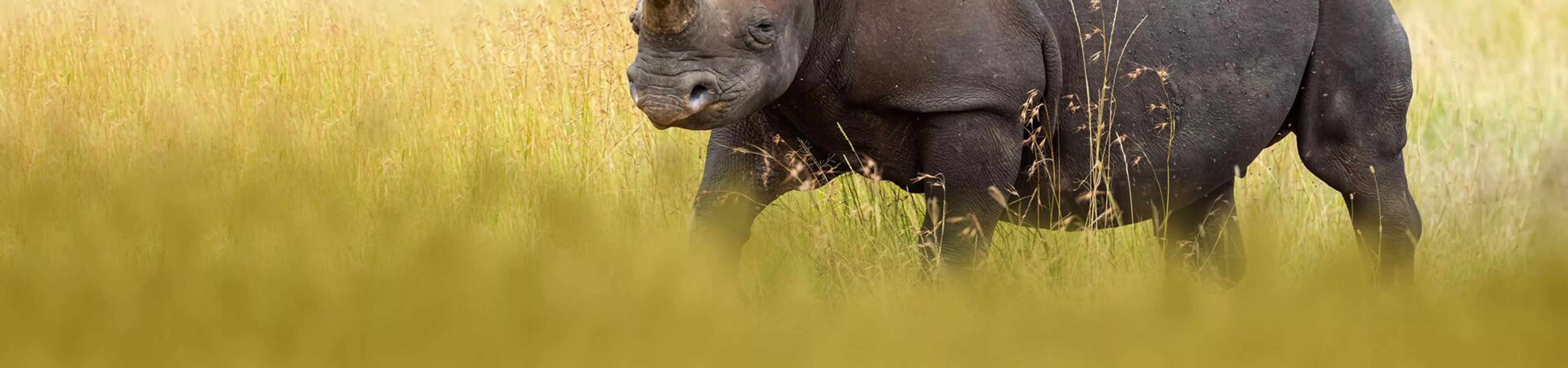 Rhino On Savannah