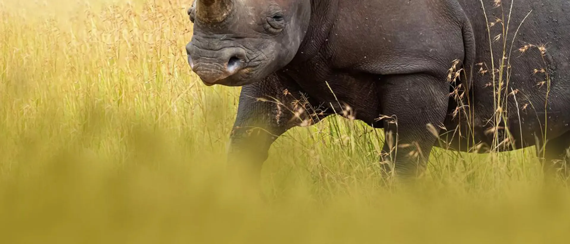 Rhino On Savannah