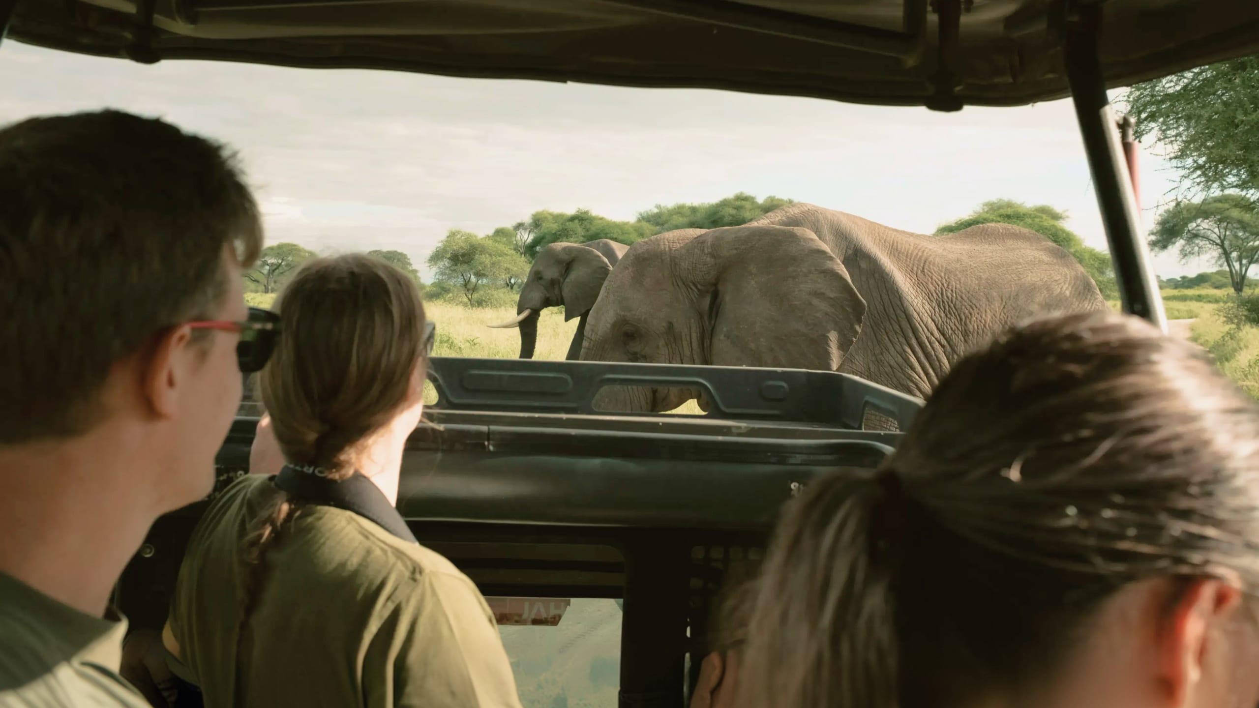 Travellers watching elephants from an open safari vehicle - Contiki Best of Kenya & Tanzania Tour