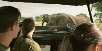 Travellers watching elephants from an open safari vehicle - Contiki Best of Kenya & Tanzania Tour