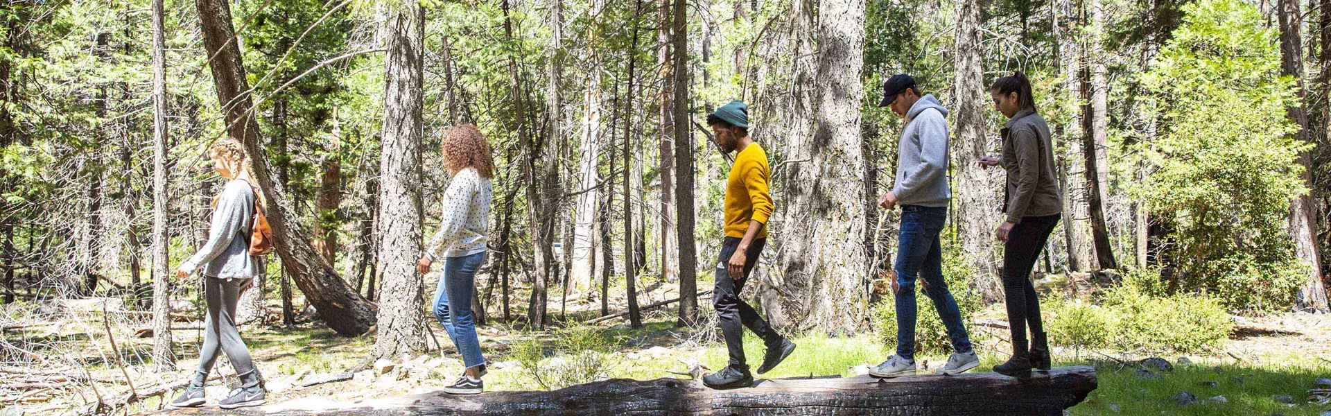 Group Exploring Yosemite Park Walking Along Fallen Tree Usa 0504AMER2018