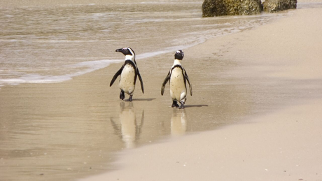 Penguins At Boulders