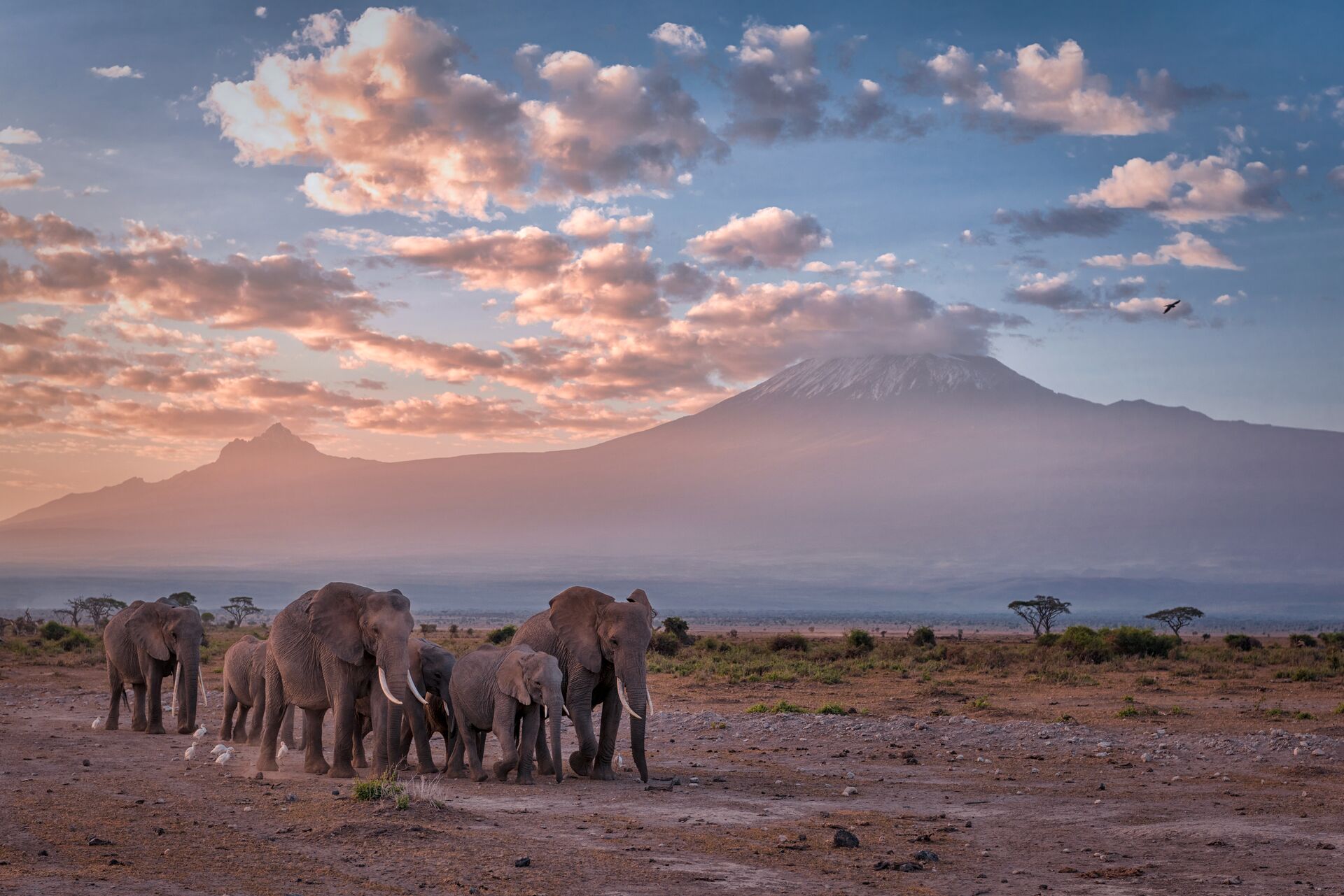 Herd of elephants walking across Kenyan plains at sunset, Africa