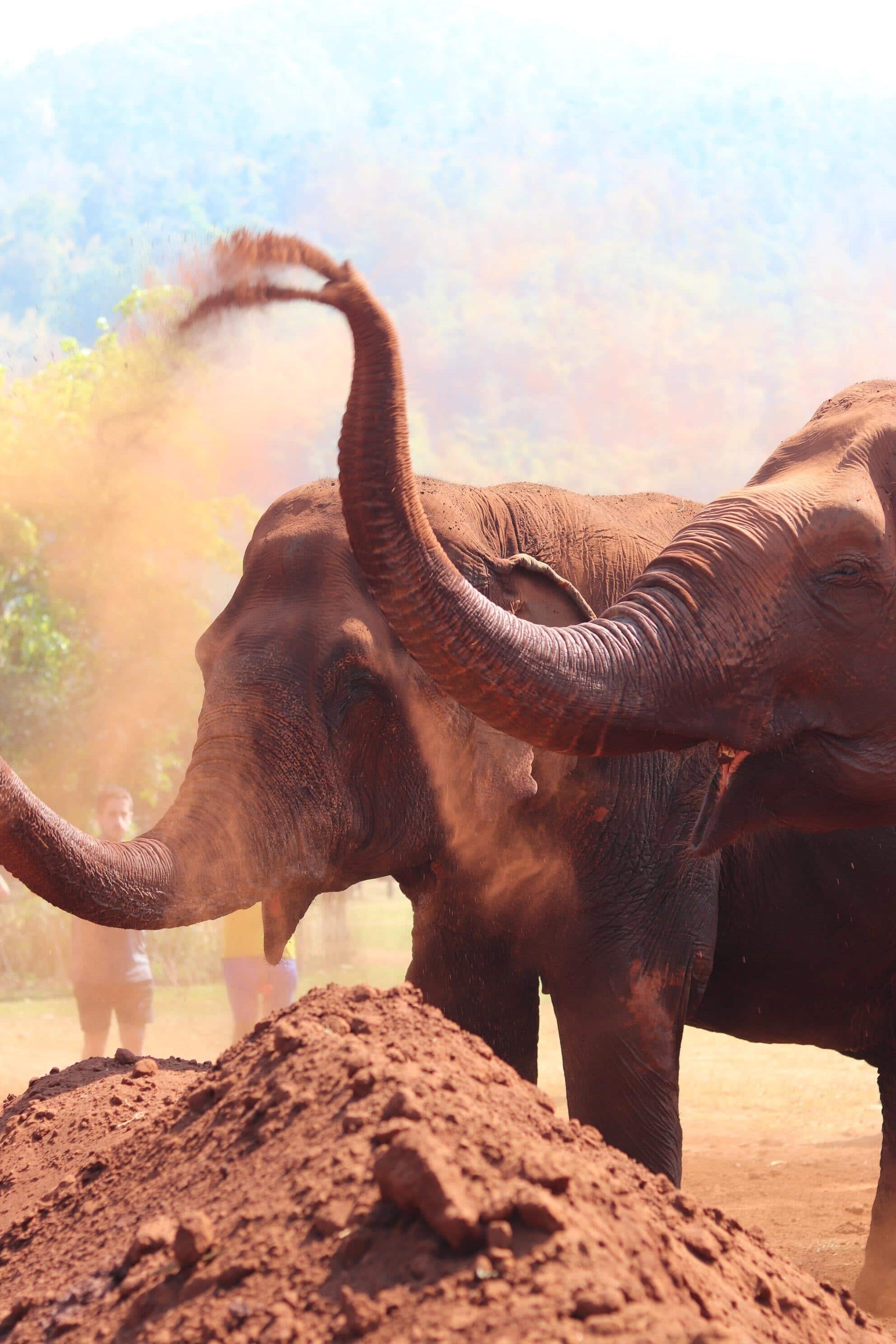 elephant-sanctuary-visit-phuket-thailand-1-min.jpeg