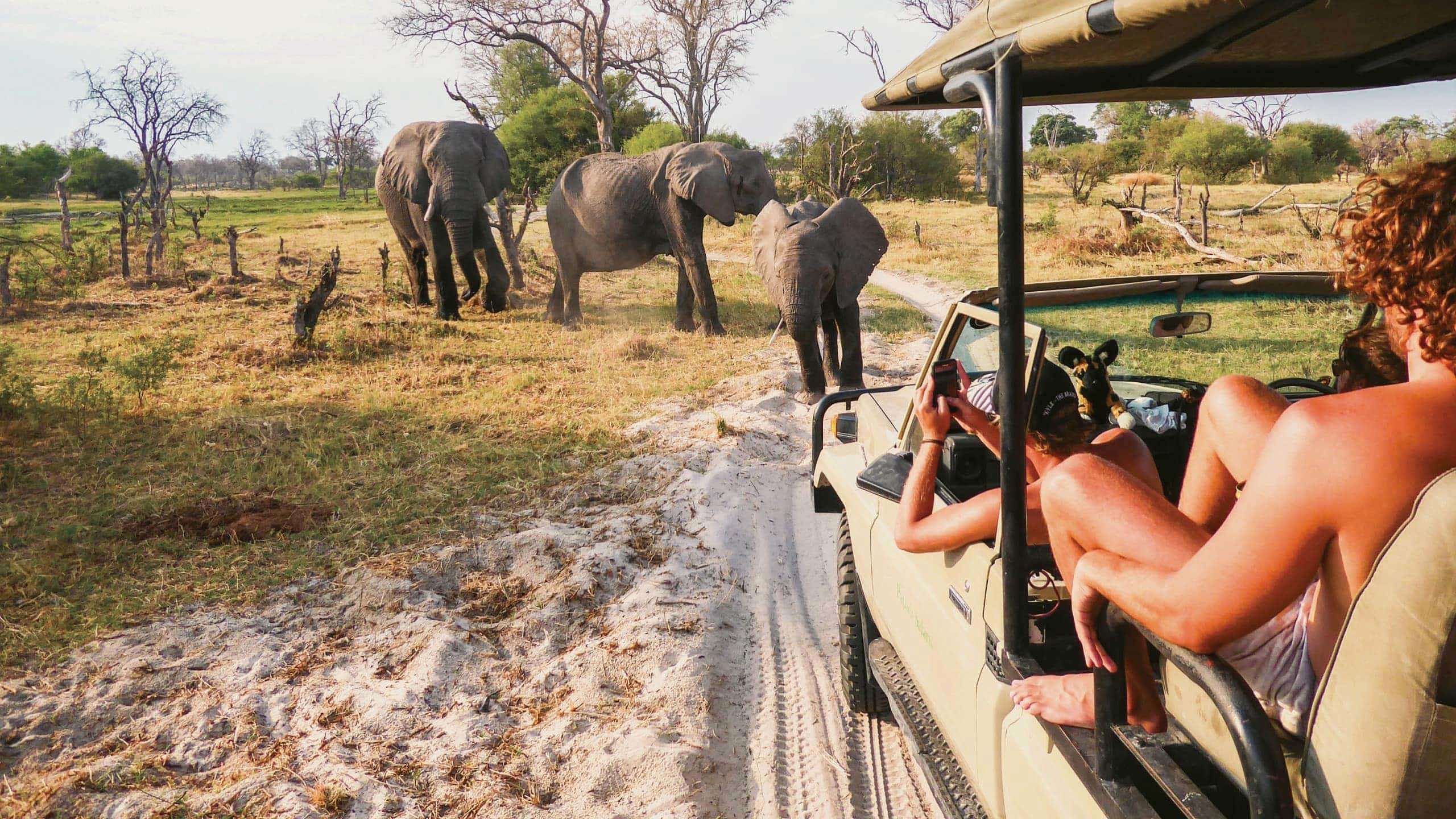 Travellers photograph elephants from an open safari vehicle during the Contiki Botswana & Victoria Falls 35 to 45 Tour
