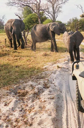 Travellers photograph elephants from an open safari vehicle during the Contiki Botswana & Victoria Falls 35 to 45 Tour