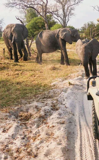 Travellers photograph elephants from an open safari vehicle during the Contiki Botswana & Victoria Falls 35 to 45 Tour