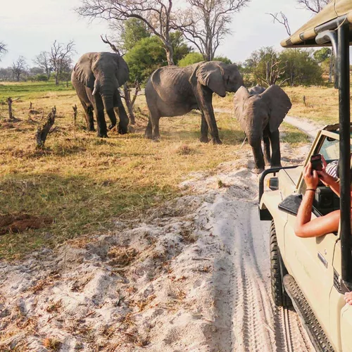 Travellers photograph elephants from an open safari vehicle during the Contiki Botswana & Victoria Falls 35 to 45 Tour