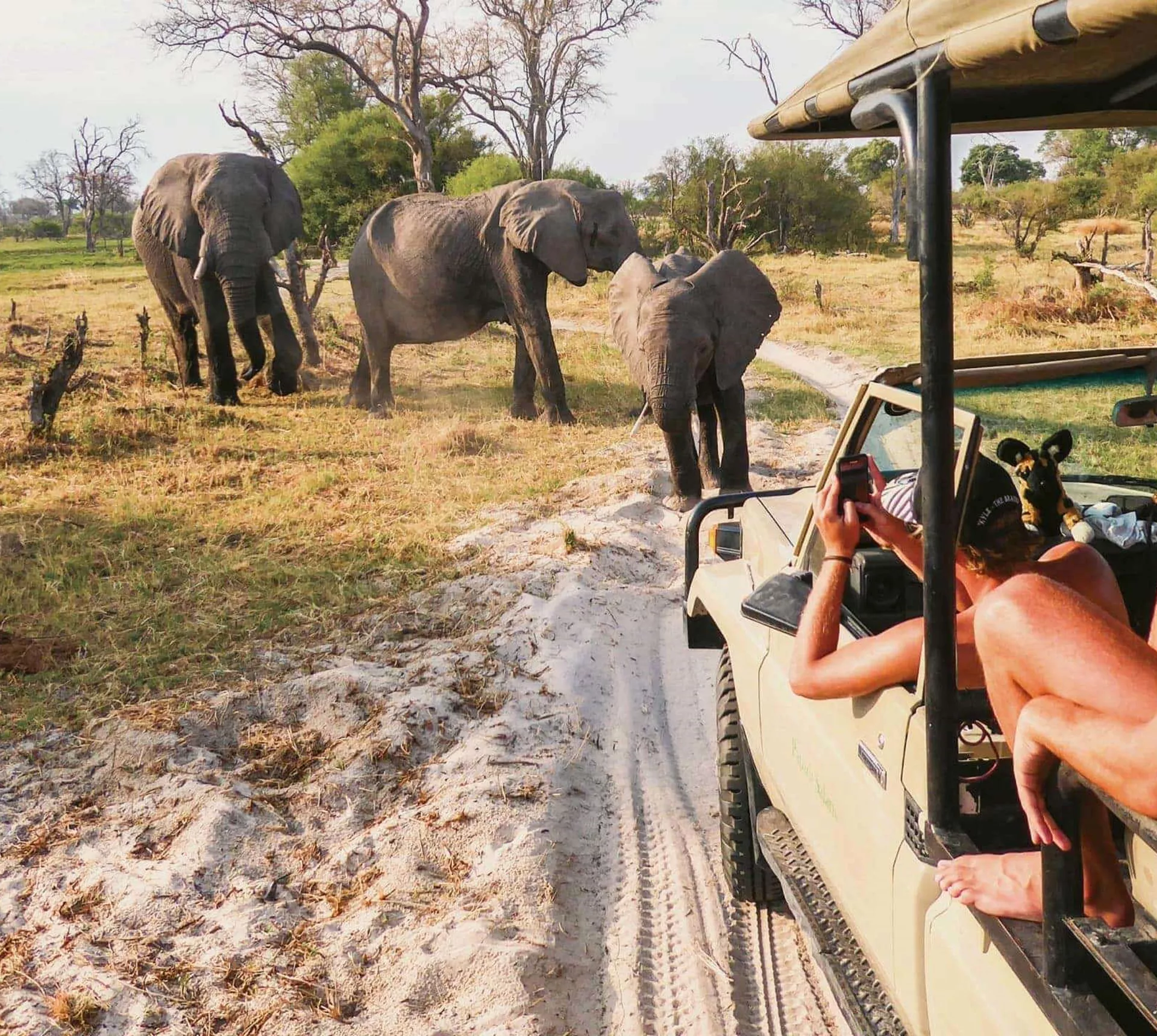 Travellers photograph elephants from an open safari vehicle during the Contiki Botswana & Victoria Falls 35 to 45 Tour