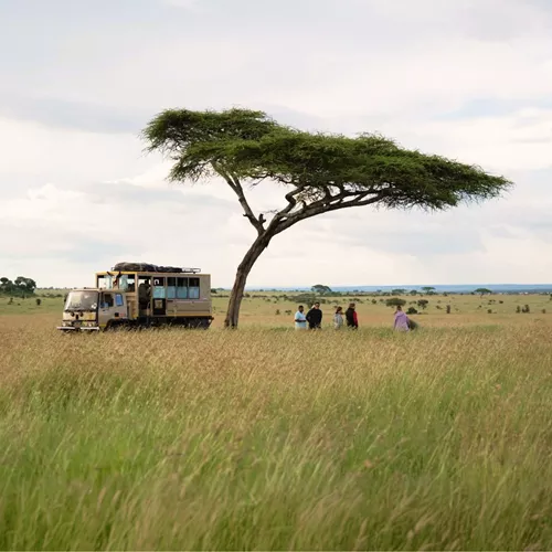 Safari travellers beneath an acacia tree in the Serengeti on Contiki's Best of Uganda, Kenya & Tanzania Tour