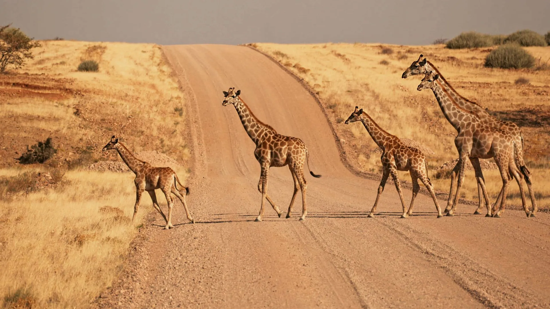A herd of giraffes crosses a desert road in Namibia during the Contiki Best of Namibia Tour