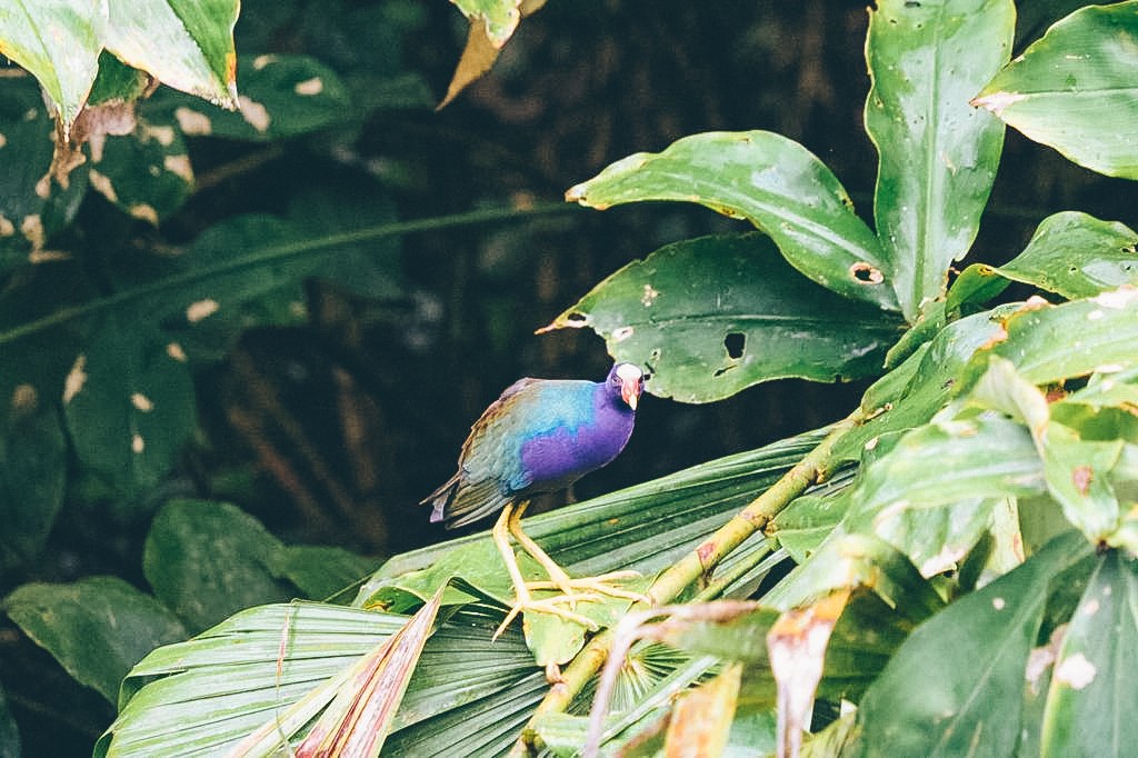 morning-bird-watching-banos-ecuador.jpg