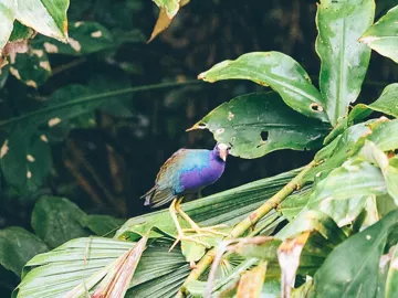 morning-bird-watching-banos-ecuador.jpg