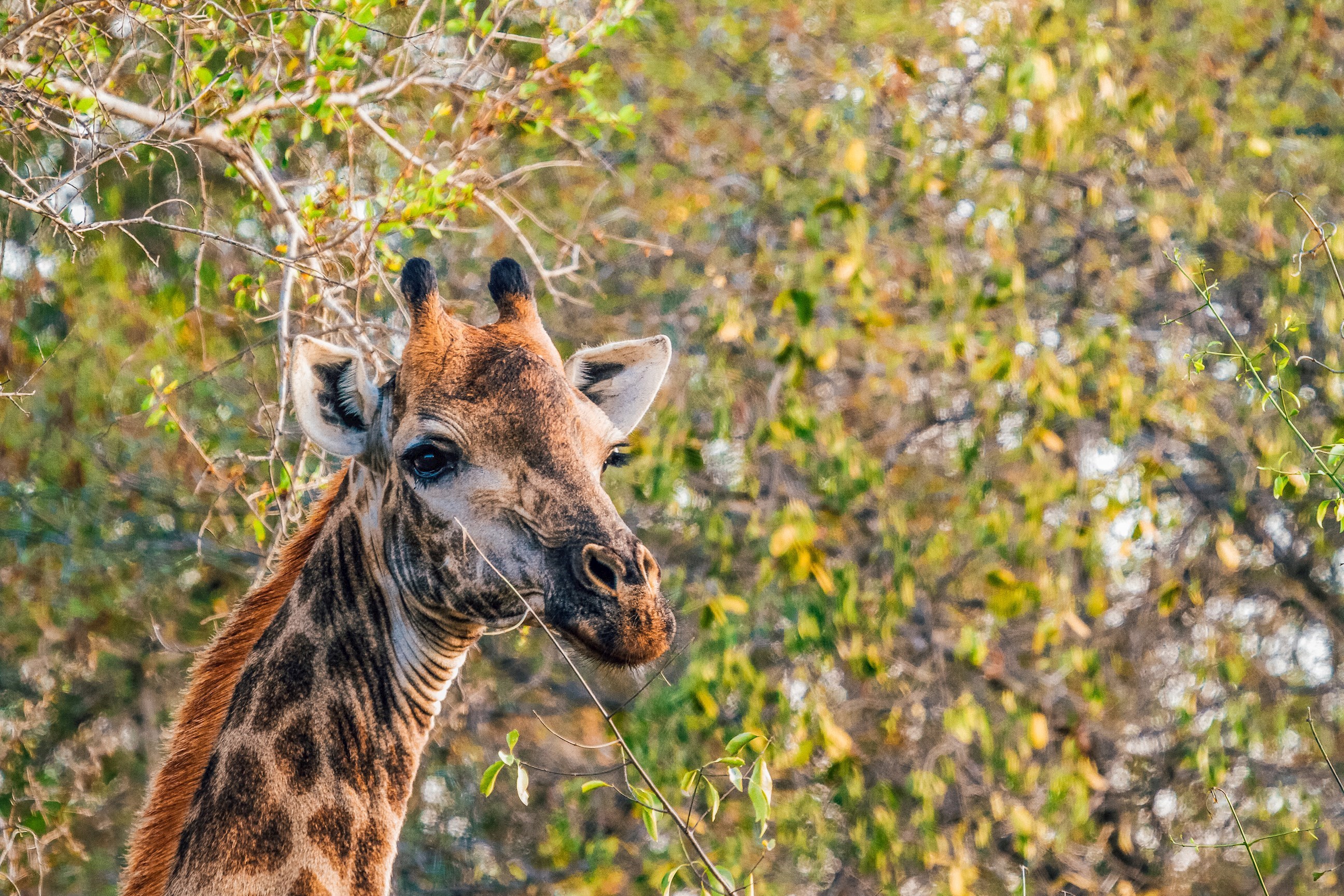 Take a Game Drive in Amboseli National Park