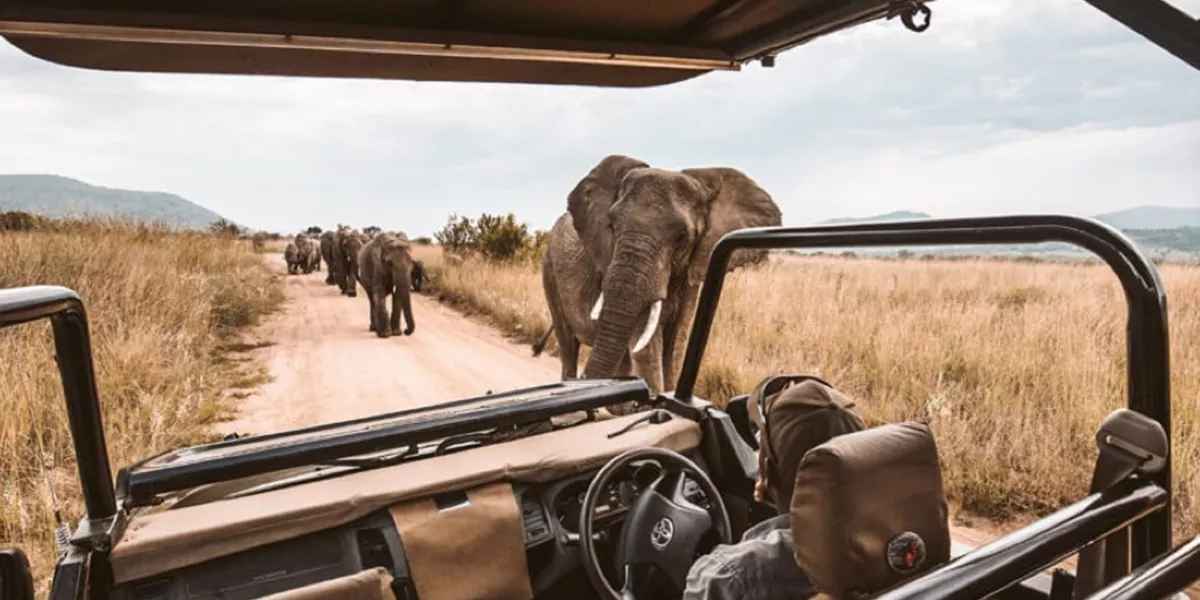 Contiki Safari guide