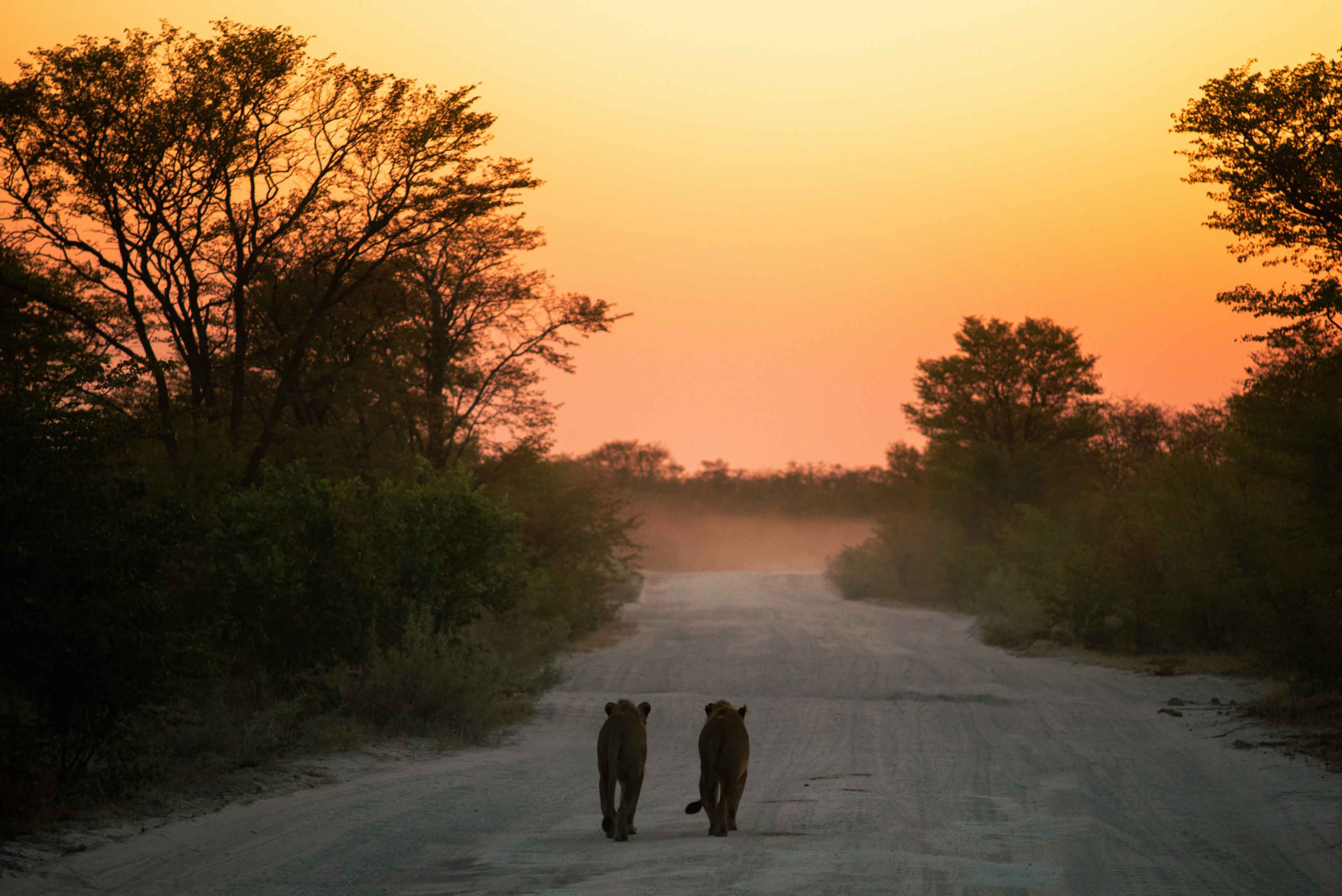 Lionesses Sunset Africa