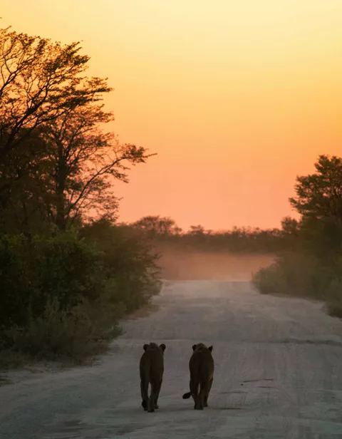 Lionesses Sunset Africa