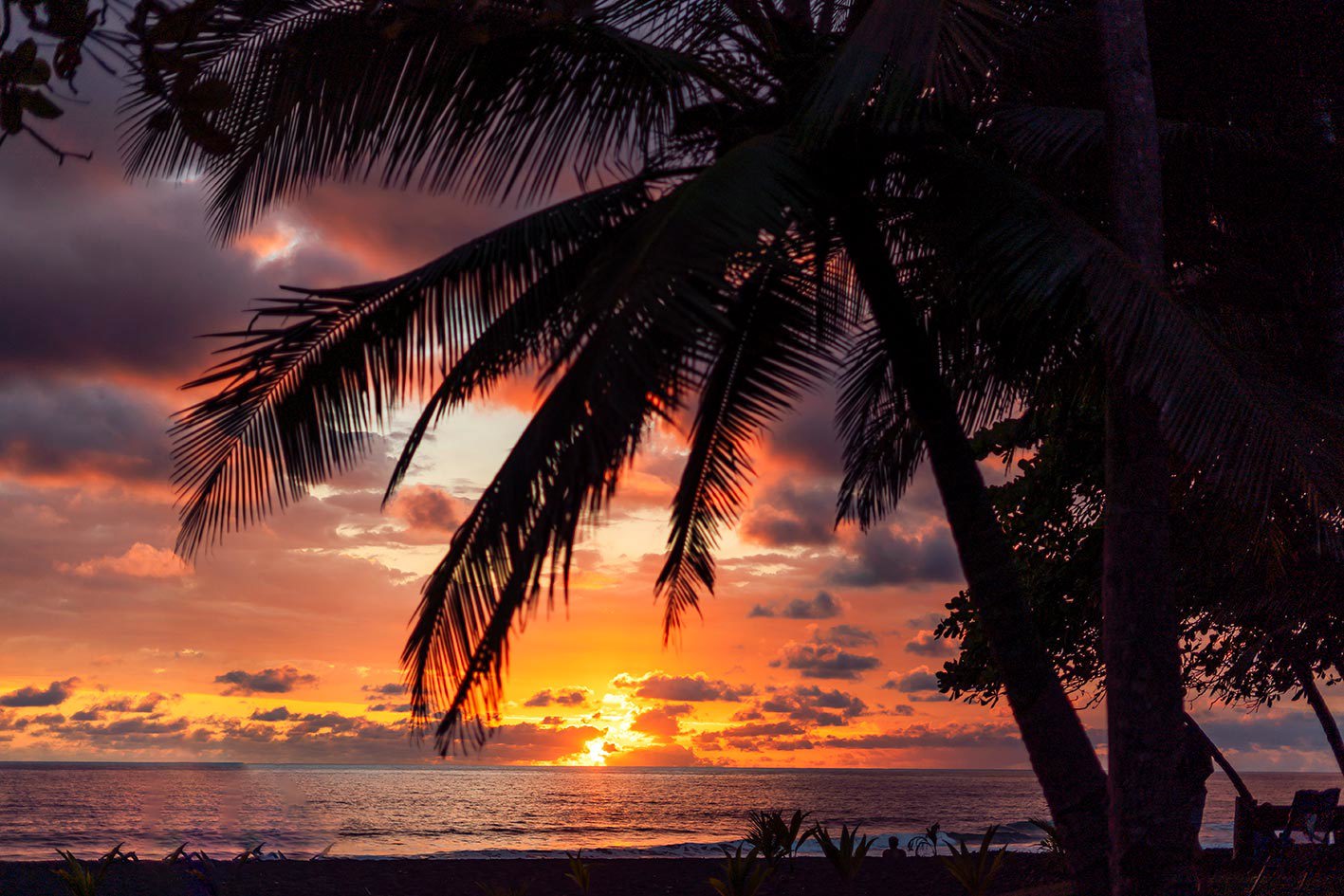 Sun setting over the sea with a palm tree on the beach, Jacó, Costa Rica