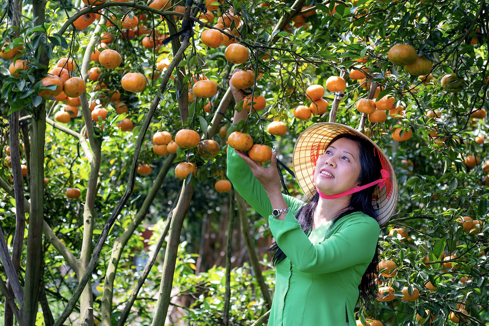 Go Fruit Picking like a Local