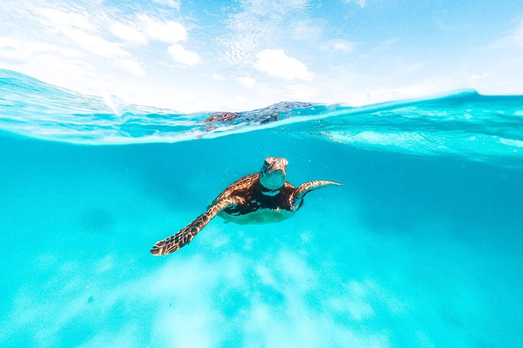 A turtle swimming in the ocean