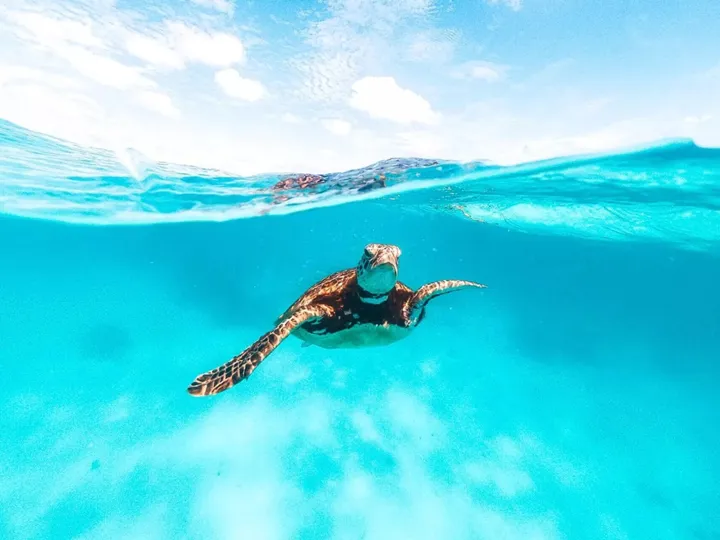 A turtle swimming in the ocean