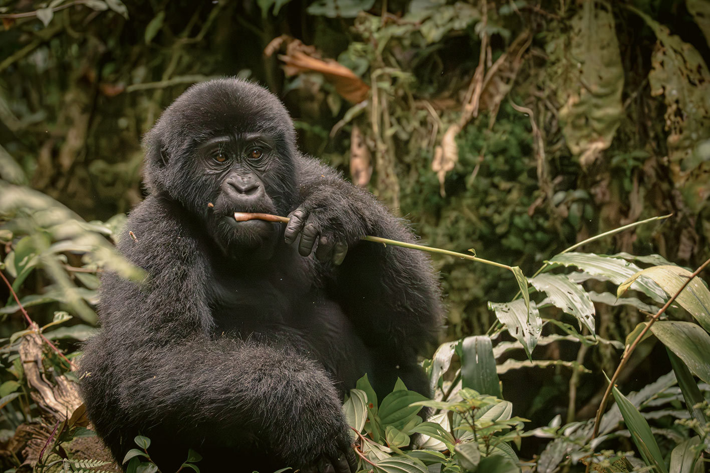 Trek in search of Gorillas