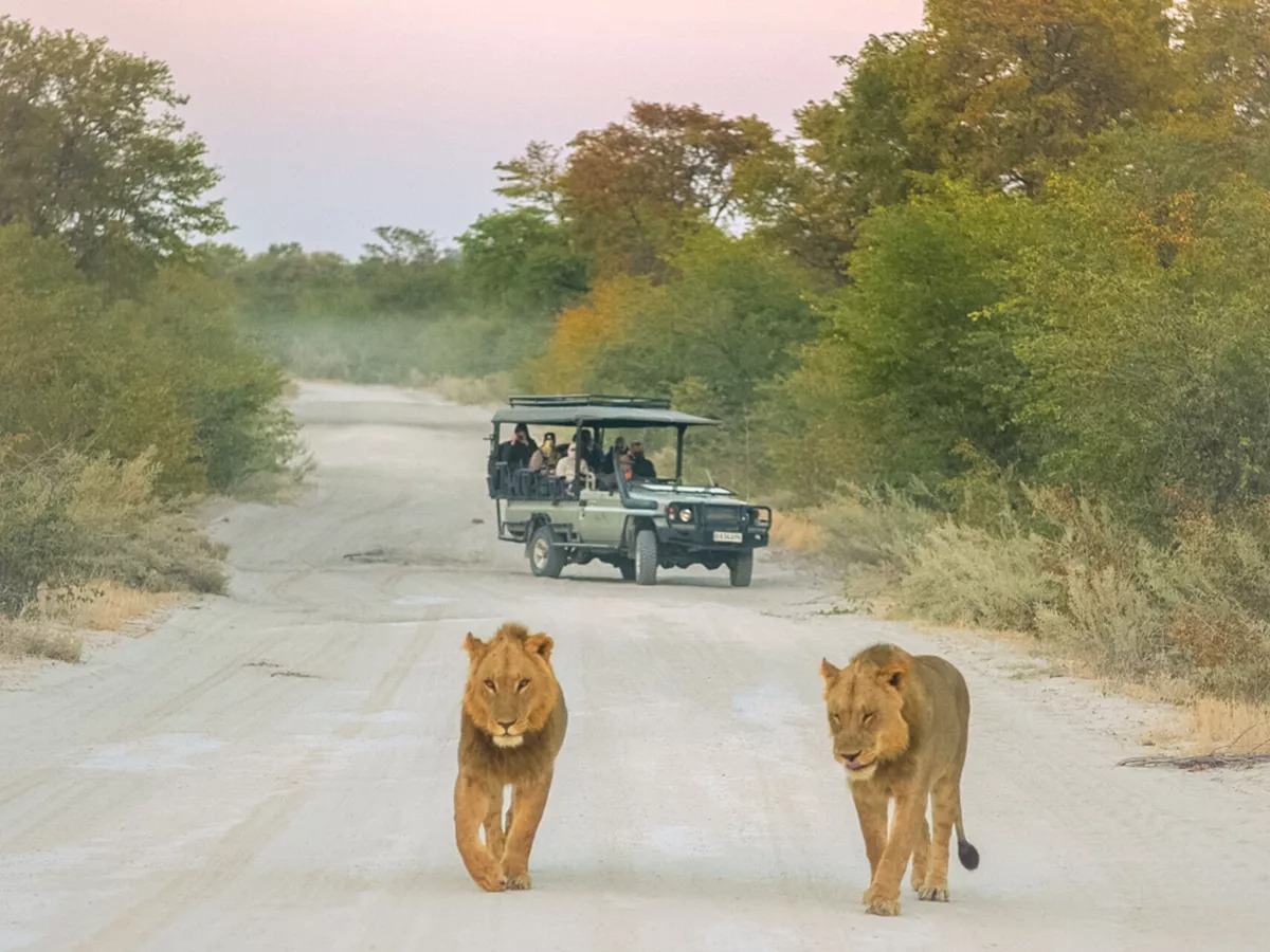 The Lions walking safari jeep parked at the back in South Africa.