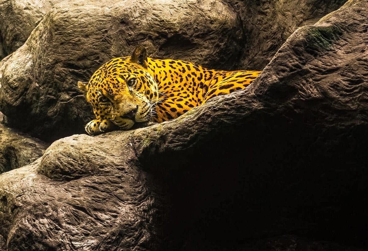 A leopard laying on top of a large rock