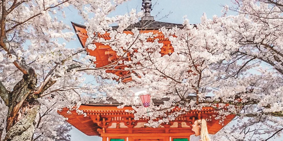 Cherry Blossom In Japan