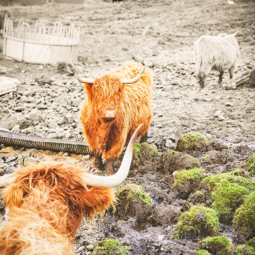 A Highland Cow in the West Highlands of Scotland