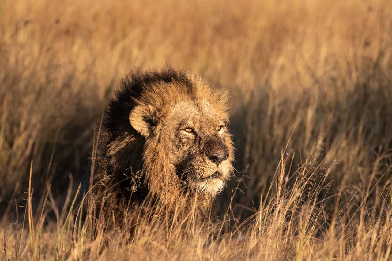 Lion on savannah