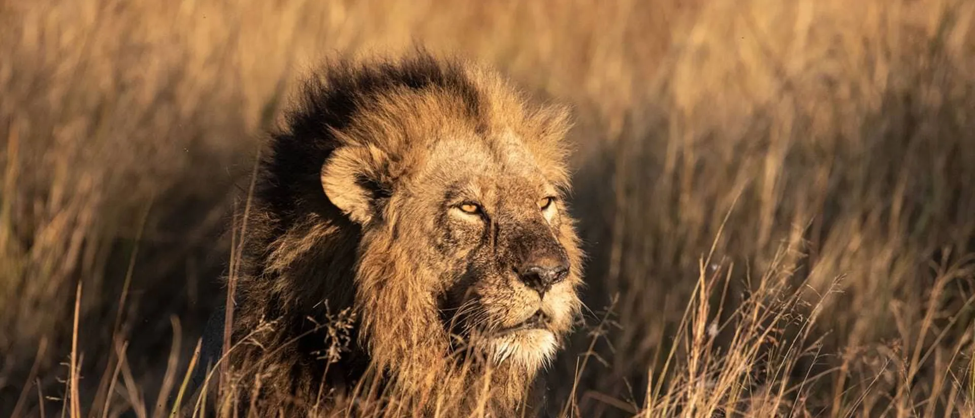 Lion on savannah