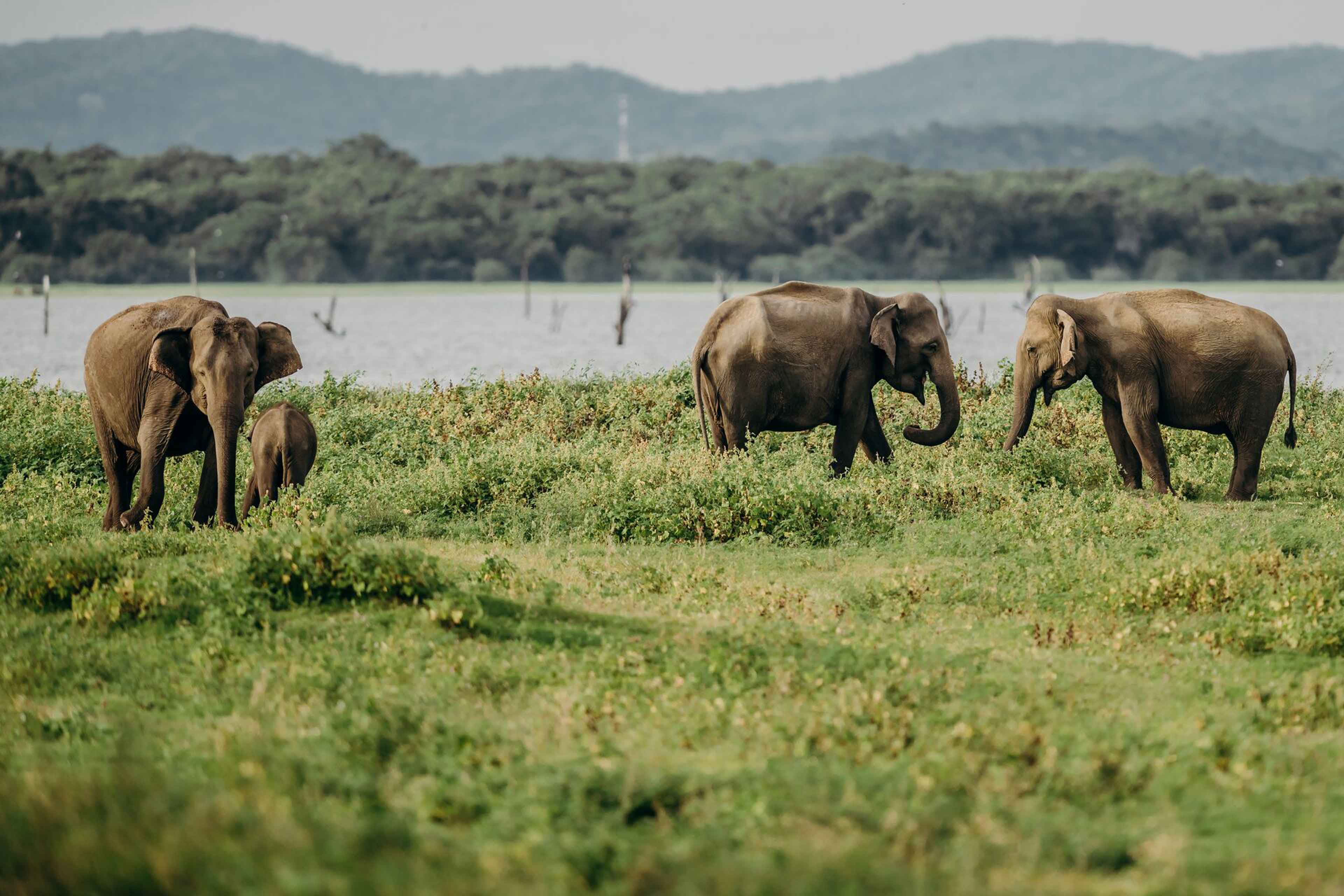 Herd Of Elephants Walking In Sri Lanka