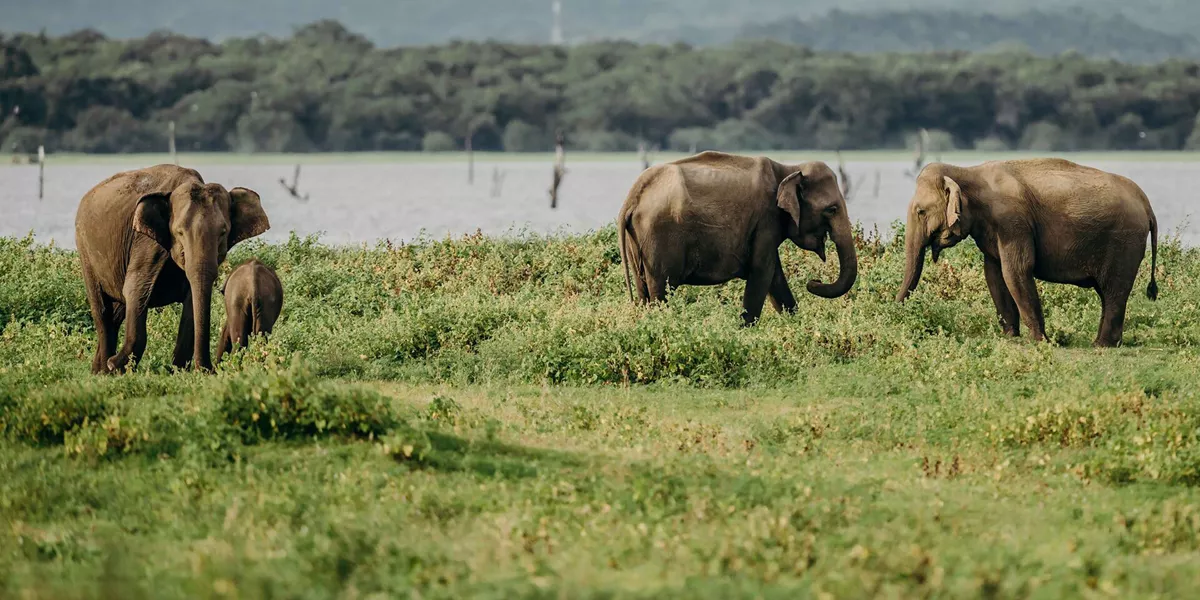 Herd Of Elephants Walking In Sri Lanka