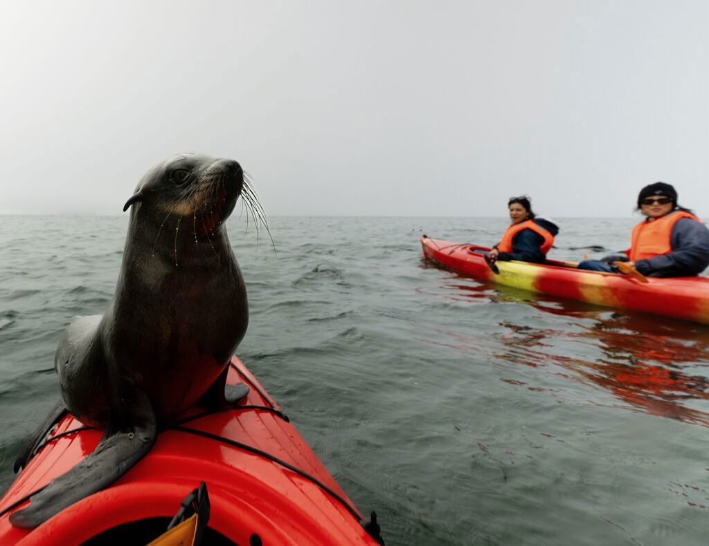 Traveler Kayaking Through Bay with Seals in Backdrop