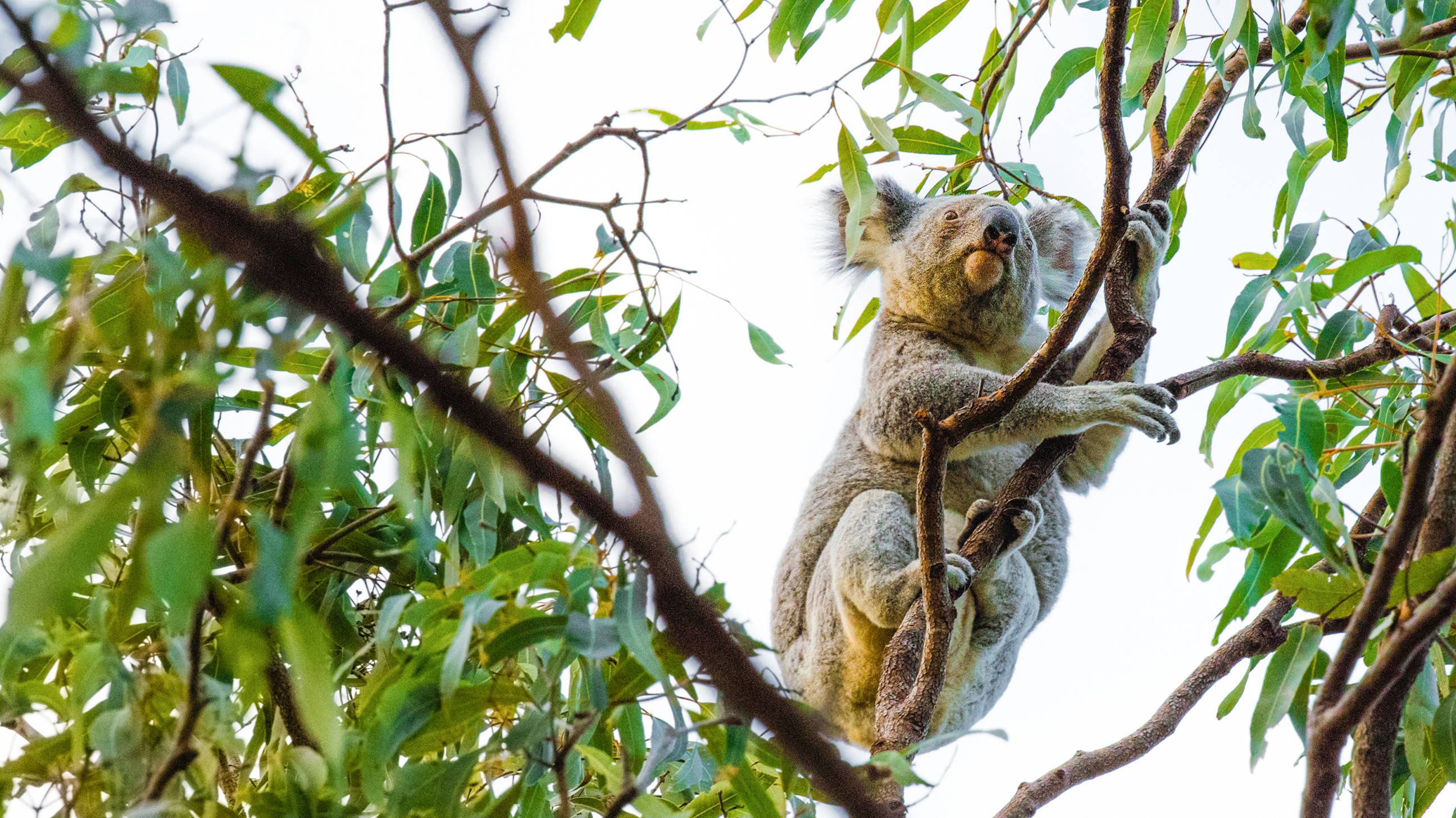 Hike Magnetic Island Fort Walk 