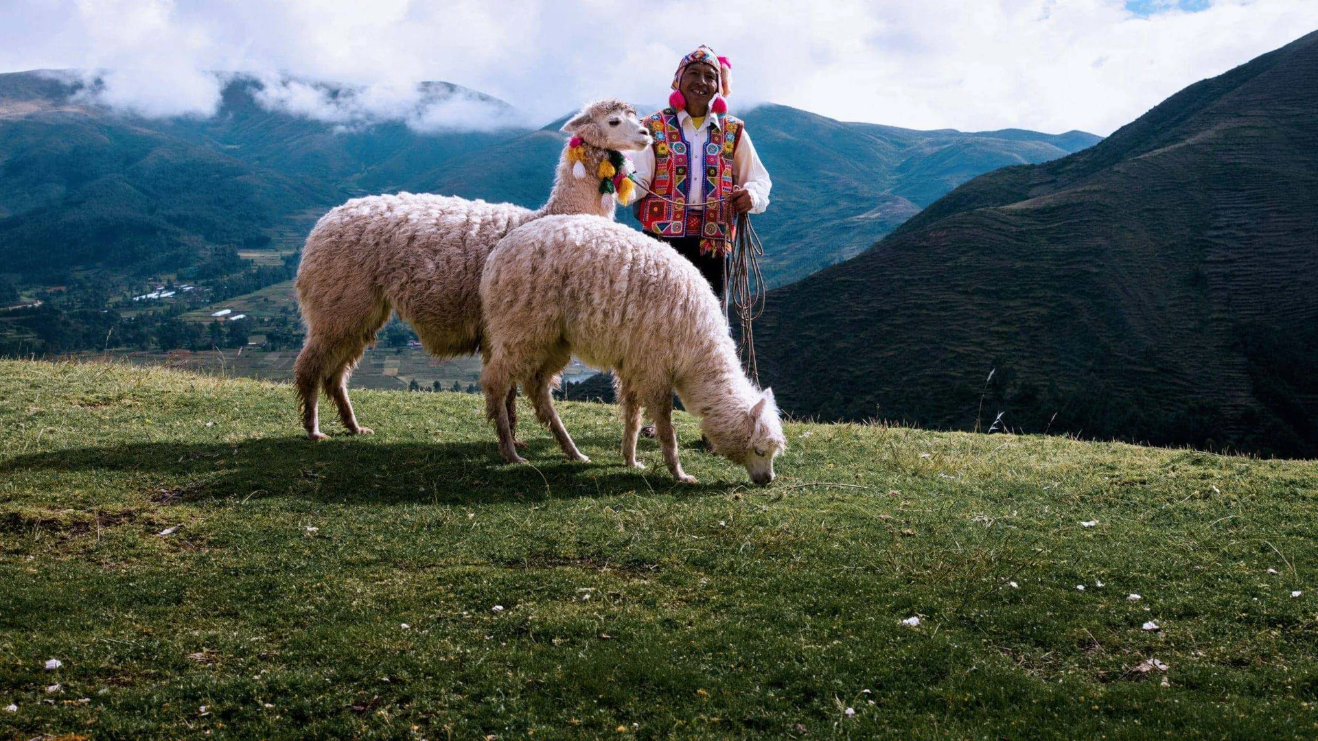A local Quechua herder with alpacas in Peru's Sacred Valley on Contiki's Lima to Cusco Tour